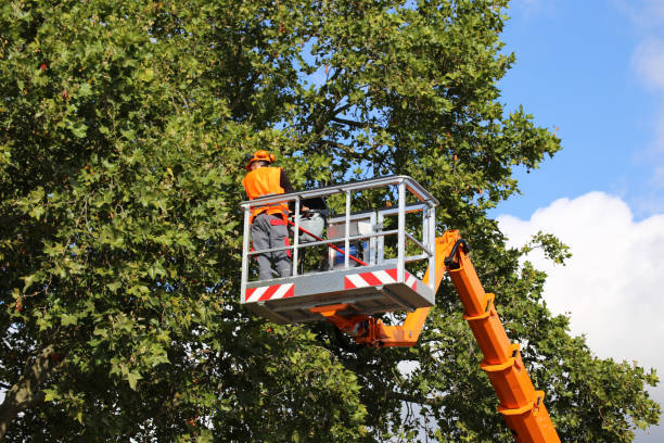 Best Tree Health Inspection  in Bridgeport, IL